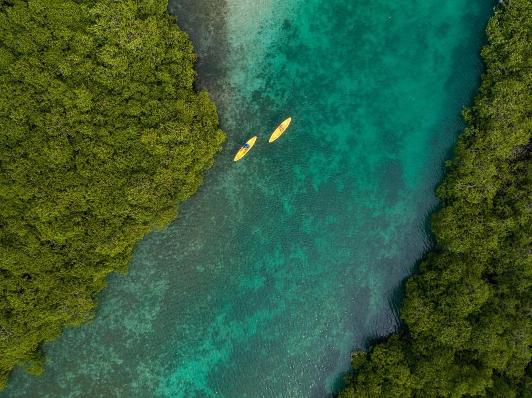Vista aérea de un canal de agua turquesa entre manglares, con dos kayaks amarillos