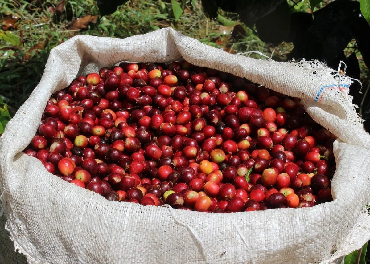 Saco de fibra lleno de granos de café rojos recién cosechados